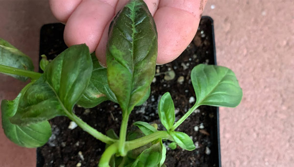 A basil plant showing darkening/blackened foliage, signs of chill damage.