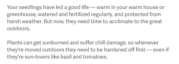 Your seedlings have led a good life — warm in your warm house or greenhouse, watered and fertilized regularly, and protected from harsh weather. But now, they need time to acclimate to the great outdoors. Plants can get sunburned and suffer chill damage, so whenever they're moved outdoors they need to be hardened off first — even if they're sun-lovers like basil and tomatoes.