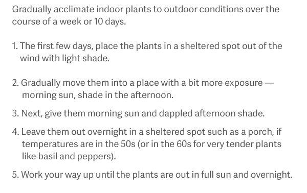 Gradually acclimate indoor plants to outdoor conditions over the course of a week or 10 days. 1. The first few days, place the plants in a sheltered spot out of the wind with light shade 2. Gradually move them into a place with a bit more exposure — morning sun, shade in the afternoon. 3. Next, give them morning sun and dappled afternoon shade. 4. Leave them out overnight in a sheltered spot such as a porch, if temperatures are in the 50s (or in the 60s for very tender plants like basil and peppers). 5. Work your way up until the plants are out in full sun and overnight.