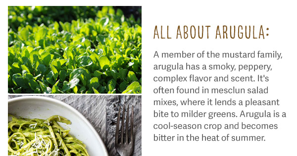 All About Arugula :A member of the mustard family, arugula has a smoky, peppery, complex flavor and scent. It's often found in mesclun salad mixes, where it lends a pleasant bite to milder greens. Arugula is a cool-season crop and becomes bitter in the heat of summer.