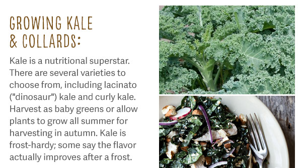 Growing Kale and Collards: Kale is a nutritional superstar. There are several varieties to choose from, including lacinato ("dinosaur") kale and curly kale. Harvest as baby greens or allow plants to grow all summer for harvesting in autumn. Kale is frost-hardy; some say the flavor actually improves after a frost.