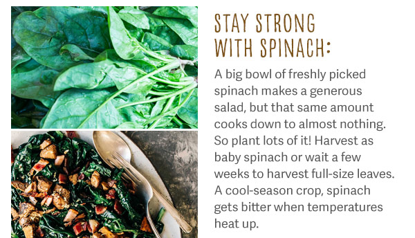 Stay Strong with Spinach: A big bowl of freshly picked spinach makes a generous salad, but that same amount cooks down to almost nothing. So plant lots of it! Harvest as baby spinach or wait a few weeks to harvest full-size leaves. A cool-season crop, spinach gets bitter when temperatures heat up.