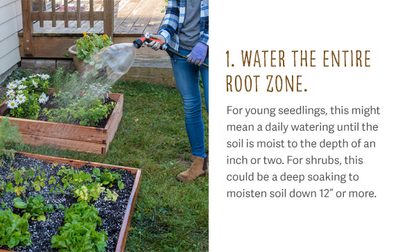 1. Water the Entire Root Zone. For young seedlings, this might mean a daily watering until the soil is moist to the depth of an inch or two. For shrubs, this could be a deep soaking to moisten soil down 12" or more.