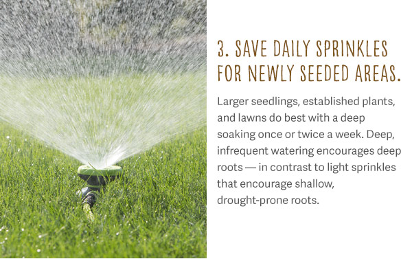 3. Save Daily Sprinkles for Newly Seeded Areas. Larger seedlings, established plants, and lawns do best with a deep soaking once or twice a week. Deep, infrequent watering encourages deep roots - in contrast to light sprinkles that encourage shallow, drought prone roots.