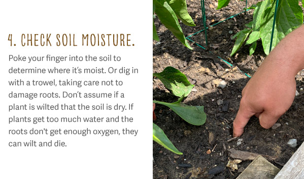 4. Check Soil Moisture. Poke your finger into the soil to determine were it's moist. Or dig in with a trowel, taking care not to damage roots. Don't assume if a plant is wilted that the soil is dry. If plants get too much water and the roots don't get enough oxygen, they can wilt and die.