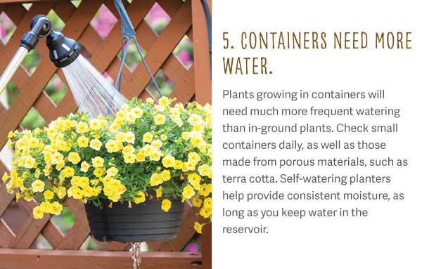 5. Containers need more water. Plants growing in containers will need much more frequent watering than in-ground plants. Check small containers daily, as well as those made from porous materials, such as terra cotta. Self-watering planters help provide consistent moisture, as long as you keep water in the reservoir.