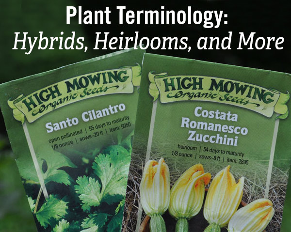 Plant Terminology: Hybrids, Heirlooms, and More