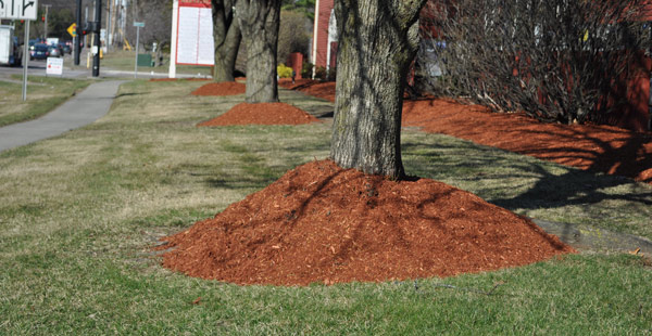 Pictured: Mulch around base of tree