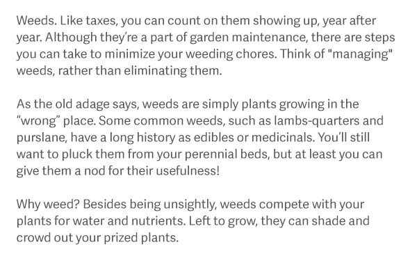 Weeds. Like taxes, you can count on them showing up, year after year. Although they’re a part of garden maintenance, there are steps you can take to minimize your weeding chores. Think of "managing" weeds, rather than eliminating them. As the old adage says, weeds are simply plants growing in the “wrong” place. Some common weeds, such as lambs-quarters and purslane, have a long history as edibles or medicinals. You’ll still want to pluck them from your perennial beds, but at least you can give them a nod for their usefulness! Why weed? Besides being unsightly, weeds compete with your plants for water and nutrients. Left to grow, they can shade and crowd out your prized plants.