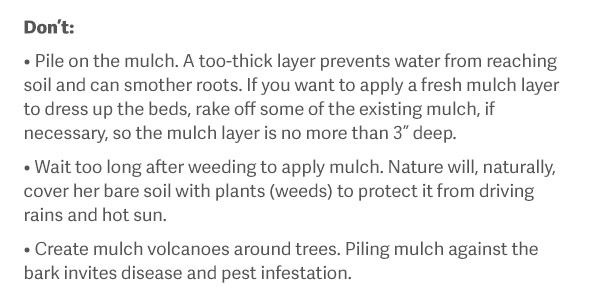 Don’t: Pile on the mulch. A too-thick layer prevents water from reaching soil and can smother roots. If you want to apply a fresh mulch layer to dress up the beds, rake off some of the existing mulch, if necessary, so the mulch layer is no more than 3” deep. Wait too long after weeding to apply mulch. Nature will, naturally, cover her bare soil with plants (weeds) to protect it from driving rains and hot sun. Create mulch volcanoes around trees. Piling mulch against the bark invites disease and pest infestation.