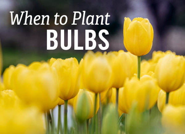 When to Plant Bulbs. Pictured: Yellow tulips growing in a garden.