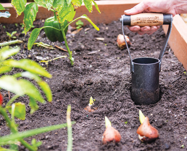 Pictured: a garden bed with pepper plants being prepped to plant bulbs with the Gardener's Large Bulb Planting Tool. Sprouting bulbs sitting close by ready to be planted.