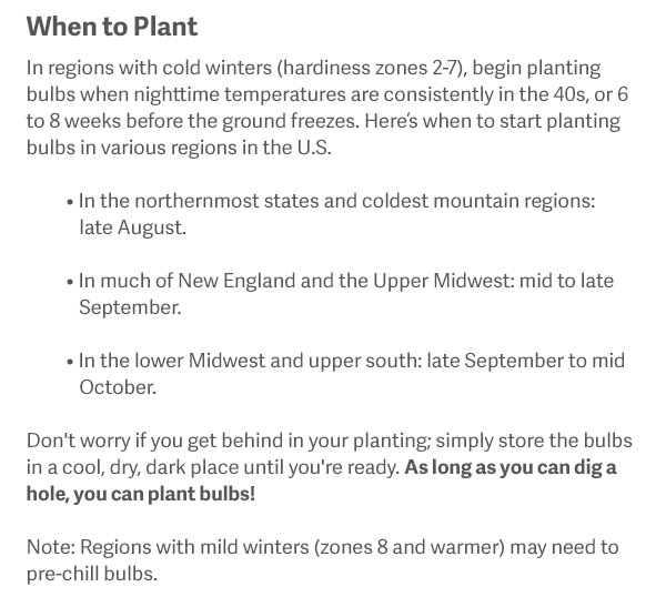 When to Plant In regions with cold winters (hardiness zones 2-7), begin planting bulbs when nighttime temperatures are consistently in the 40s, or 6 to 8 weeks before the ground freezes. Here’s when to start planting bulbs in various regions in the U.S. - In the northernmost states and coldest mountain regions: late August. In much of New England and the Upper Midwest: mid to late September. In the lower Midwest and upper south: late September to mid October. Don't worry if you get behind in your planting; simply store the bulbs in a cool, dry, dark place until you're ready. As long as you can dig a hole, you can plant bulbs! Note: Regions with mild winters (zones 8 and warmer) may need to pre-chill bulbs.