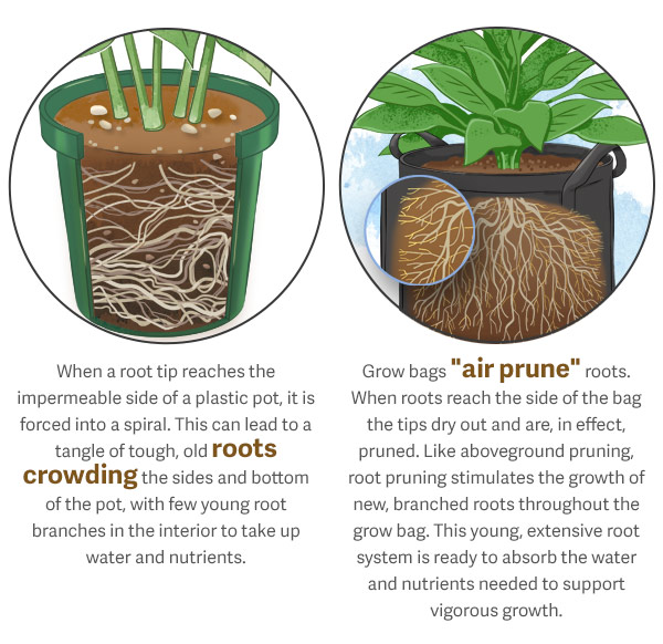 When a root tip reaches the impermeable side of a plastic pot, it is forced into a spiral. This can lead to a tangle of tough, old roots crowding the sides and bottom of the pot, with few young root branches in the interior to take up water and nutrients. Grow bags "air prune" roots. When roots reach the side of the bag the tips dry out and are, in effect, pruned. Like aboveground pruning, root pruning stimulates the growth of new, branched roots throughout the grow bag. This young, extensive root system is ready to absorb the water and nutrients needed to support vigorous growth.