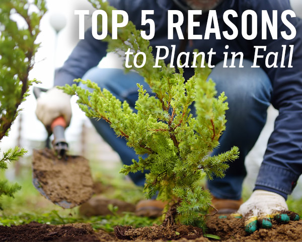 Top 5 Reasons to Plant in Fall! Pictured: Gardener holding a trowel, planting a baby shrub