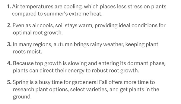 1. Air temperatures are cooling, which placing less stress on plants compared to summer's extreme heat. 2. Even as air cools, soil stays warm, providing ideal conditions for optimal root growth. 3. In many regions, autumn brings rainy weather, keeping plant roots moist. 4. Because top growth is slowing and entering its dormant phase, plants can direct their energy to robust root growth. 5. Spring is a busy time for gardeners! Fall offers more time to research plant options, select varieties, and get plants in the ground.