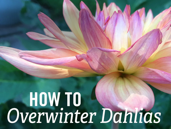 How to Overwinter Dahlias