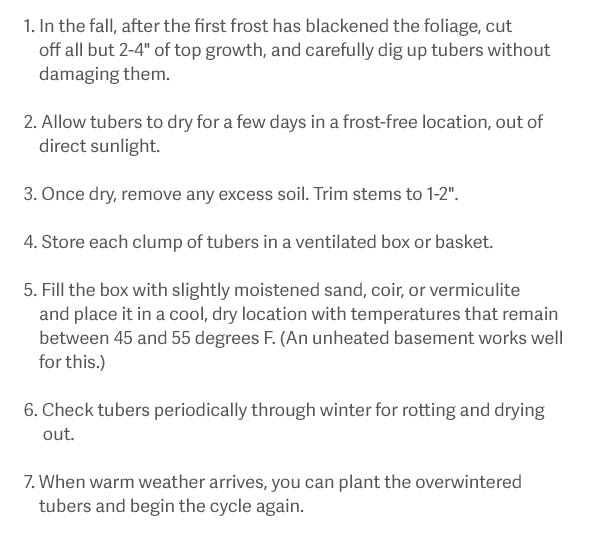 1. In the fall, after the first frost has blackened the foliage, cut off all but 2-4" of top growth, and carefully dig tubers without damaging them. 2. Allow tubers to dry for a few days in a frost-free location, out of direct sunlight. 3. Once dry, remove any excess soil. Trim stems to 1-2". 4. Store each clump of tubers in a ventilated box or basket. 5. Fill the box with slightly moistened sand, coir, or vermiculite and place it in a cool, dry location with temperatures that remain between 45 and 55 degrees F. (An unheated basement works well for this.) 6. Check tubers periodically through winter for rotting and drying out. 7. When warm weather arrives, you can plant the overwintered tubers and begin the cycle again.