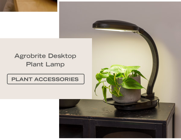 Agrobrite Desktop Plant Lamp - Shop Plant Accessories