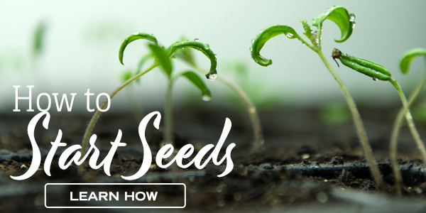 How to Start Seeds - Learn How