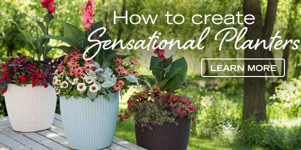 How to create sensational planters - Learn More