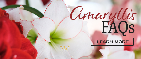 Amaryllis FAQs - Learn More