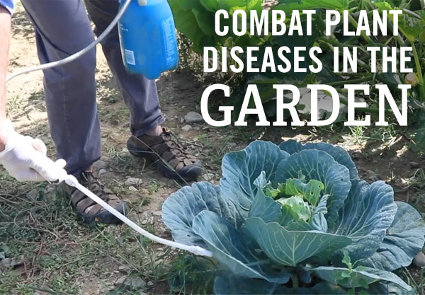 Combat Plant Diseases in the Garden