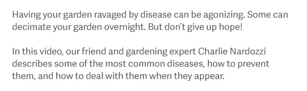 There's nothing more demoralizing than having your garden ravaged by disease. Some can decimate your garden overnight! In this video our friend and gardening expert Charlie Nardozzi describes some of the most common diseases, how to prevent them, and how to deal with them when they appear.