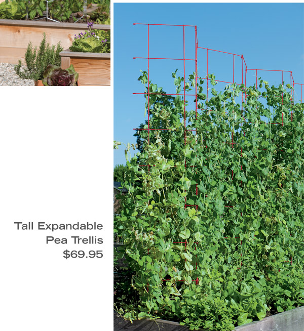 Tall Expandable Pea Trellis, $69.95