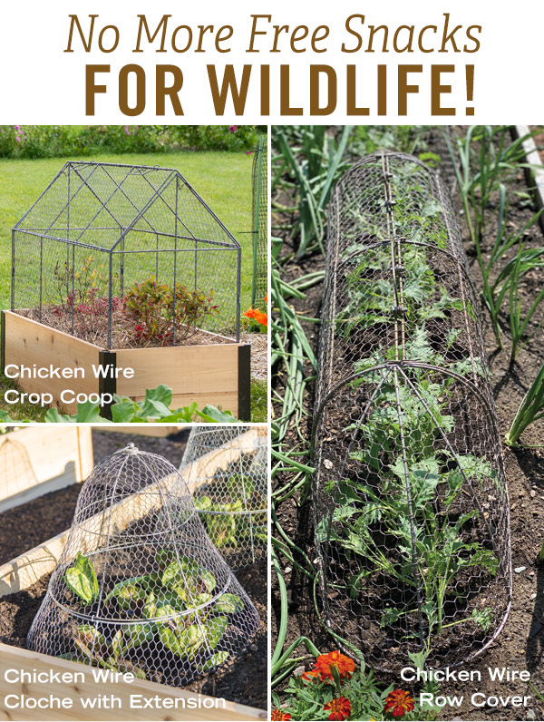 No More Free Snacks for Wildlife! Pictured: Chicken Wire Crop Coop, Chicken Wire Cloche with Extension, Chicken Wire Row cover