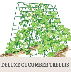 Deluxe Cucumber Trellis