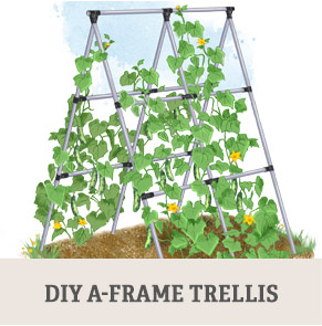 DIY A-Frame Trellis