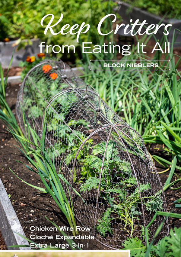 Keep Critters from Eating It All - Block Nibblers. Pictured: Chicken Wire Row Cloche, Expandable Extra Large 3 in 1