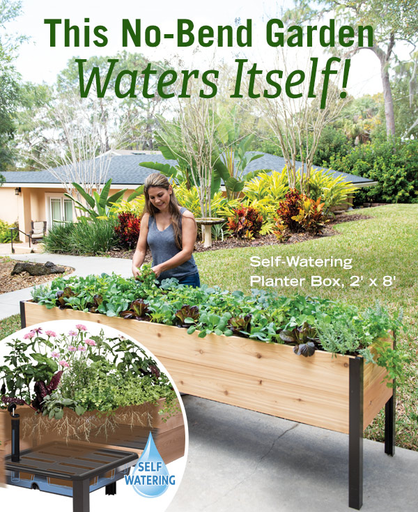 This No-Bend Garden Waters Itself! Pictured: self-watering Planter Box, 2' x 8' with self-watering insert