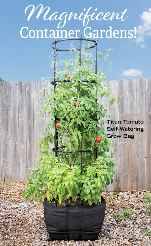 Magnificent Container Gardens! PIctured: Titan Tomato Self-Watering Grow Bag