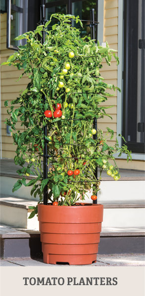 Shop Tomato Planters