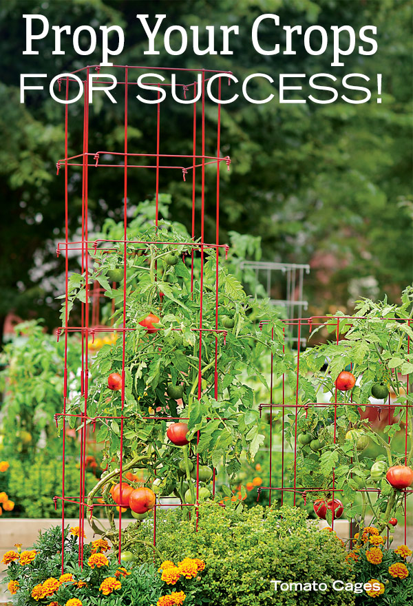 Prop Your Crops for Success! Pictured; Tomato Cages