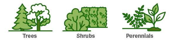 Illustrations of Trees, Shrubs, and Perennials