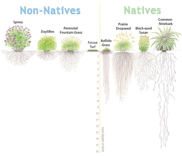 Image showing Non-native plants: Spirea, Daylilies, and Perennial Fountain Grass, showing their shallow roots. Next an image of Native Plants Buffalo Grass, Prairie Dropseed, Black-eyed Susan, and Common Ninebark with their deep root systems.