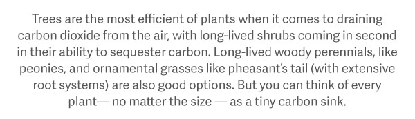 Trees are the most efficient of plants when it comes to draining carbon dioxide from the air, with long-lived shrubs coming in second in their ability to sequester carbon. Long-lived woody perennials, like peonies, and ornamental grasses like pheasant’s tail (with extensive root systems) are also good options. But you can think of every plant— no matter the size — as a tiny carbon sink.