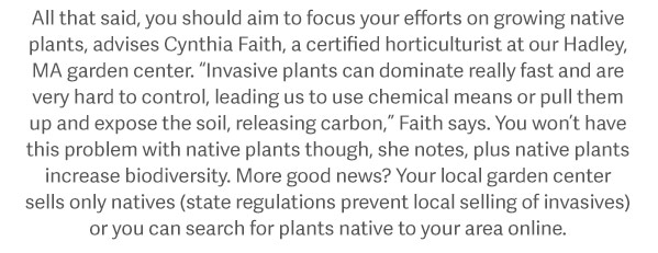 All that said, you should aim to focus your efforts on growing native plants, advises Cynthia Faith, a certified horticulturist at our Hadley, MA garden center. “Invasive plants can dominate really fast and are very hard to control, leading us to use chemical means or pull them up and expose the soil, releasing carbon,” Faith says. You won’t have this problem with native plants though, she notes, plus native plants increase biodiversity. More good news? Your local garden center sells only natives (state regulations prevent local selling of invasives) or you can search for plants native to your area online.