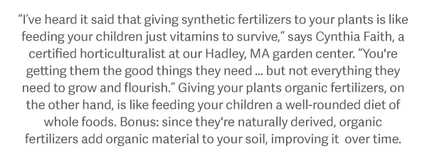 "I've heard it said that giving synthetic fertilizers to your plants is like feeding your children just vitamins to survive," says Cynthia Faith, a certified horticulturalist at our Hadley, MA garden center. "You're getting them the good things they need... but not everything they need to grow and flourish." Giving your plants organic fertilizers, on the other hand, is like feeding your children a well-rounded diet of whole food. Bonus: since they're naturally derived, organic, fertilizers add organic material to your soil, improving it over time.