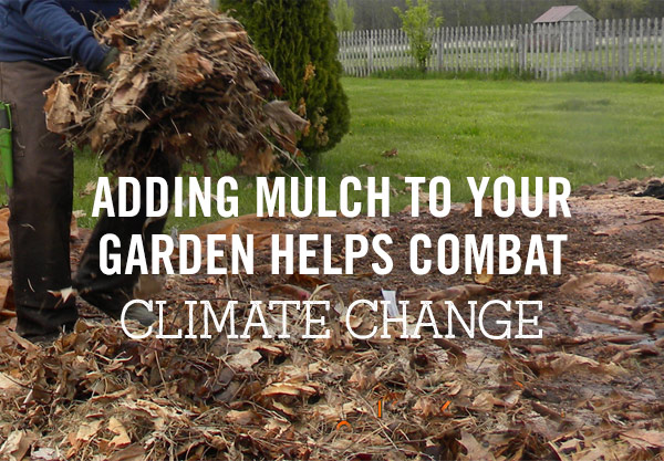 Adding Mulch to Your Garden Helps Combat Climate Change