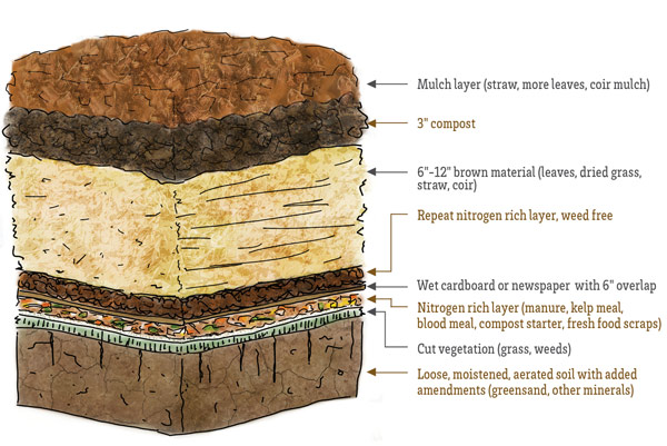 Image showing 8 layers of mulch: 1. Loose, moistened, aerated soil with added amendments (greensand, other minerals) 2. Cut vegetation (grass, weeds) 3. Nitrogen rich layer (manure, kelp meal, blood meal, compost starters, fresh food scraps) 4. Wet cardboard or newspaper with 6" overlap 5. Repeat nitrogen rich layer, weed free. 6. 6" - 12" brown material (leaves, dried grass, straw, coir) 7. 3" compost. 8. Mulch layer (straw, more leaves, coir mulch)