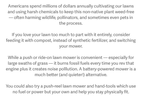 Americans spend millions of dollars annually cultivating our lawns and using harsh chemicals to keep this non-native plant weed-free- often harming wildlife, pollinators, and sometimes even pets in the process. If you love your lawn to much to part with it entirely, consider feeding it with compost, instead of synthetic fertilizer, and switching your mower. While a push or ride-on lawn mower is convenient-especially for large swaths of grass- it burns fossil fuels every time you rev that engine plus it creates noise pollution. A battery-powered mower is a much better ( and quieter!) alternative. You could also try a push-reel lawn mower and hand-tools which use no fuel or power but your own and help you stay physically fit.