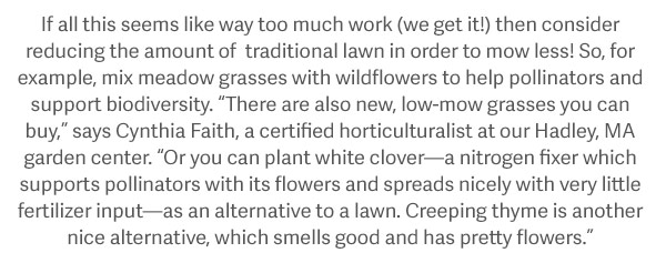 If all this seems like way too much work (we get it!) then consider reducing the amount of traditional lawn in order to mow less! So for example, mix meadow grasses with wildflowers to help pollinators and support biodiversity. "There are also new, low-mow grasses you can buy", say Cynthia Faith, a certified horticulturalist at our Hadley, Ma garden center. "Or you can plant white clover- a nitrogen fixer which supports pollinators with its flowers and spreads nicely with very little fertilizer input- as an alternative to a lawn. Creeping thyme is another nice alternative, which smells good and has pretty flowers"