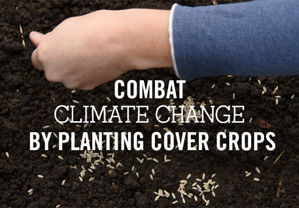 Combat climate change by planting cover crops