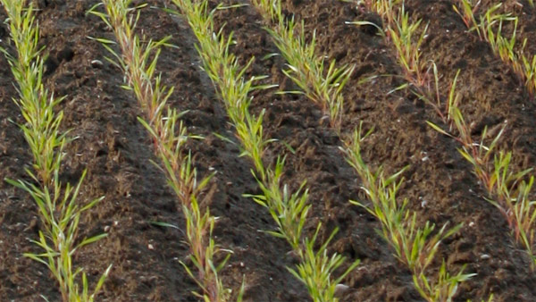 Image showing 8 layers of mulch: 1. Loose, moistened, aerated soil with added amendments (greensand, other minerals) 2. Cut vegetation (grass, weeds) 3. Nitrogen rich layer (manure, kelp meal, blood meal, compost starters, fresh food scraps) 4. Wet cardboard or newspaper with 6" overlap 5. Repeat nitrogen rich layer, weed free. 6. 6" - 12" brown material (leaves, dried grass, straw, coir) 7. 3" compost. 8. Mulch layer (straw, more leaves, coir mulch)