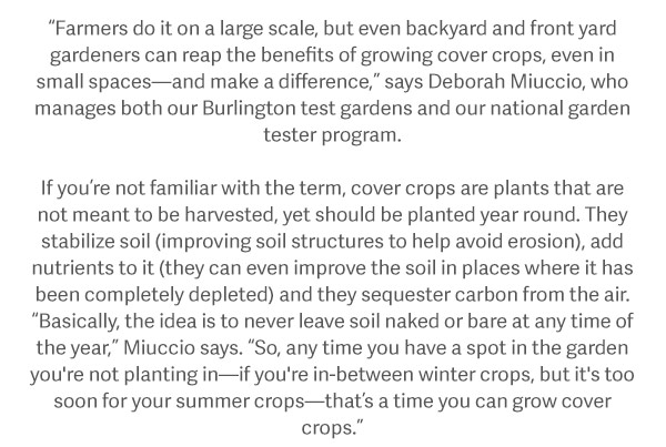 "Farmers do it on a large scale, but even backyard and front yard gardeners can reap the benefits of growing cover crops, even in small spaces- and make a difference", says Deborah Miuccio, who manages both our Burlington test gardens and our national garden tester program. If you're not familiar with the term, cover crops are plants that are not meant to be harvested, yet should be planted year round. They stabilize soil (improving soil structures to help avoid erosion), add nutrients to it (they can even improve the soil in places where it has been completely depleted) and they sequester carbon from the air. "Basically, the idea is to never leave soil naked or bare at any time of the year," Miuccio says. "So, any time you have a spot in the garden you're not planting in- if you're in-between winter crops, but it's too soon for your summer crops- that's a time you can grow cover crops."