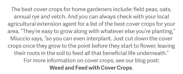 The best cover crops for home gardeners include: field peas, oats, annual rye and vetch. And you can always check with your local agricultural extension agent for a list of the best cover crops for your area. "They're easy to grow along with whatever else you're planting," Miuccio says, "so you can even interplant. Just cut down the cover crops once they grow to the point before they start to flower, leaving their roots in the soil to feed all that beneficial life underneath." For more information on cover crops, see our blog post: Weed and Feed with Cover Crops